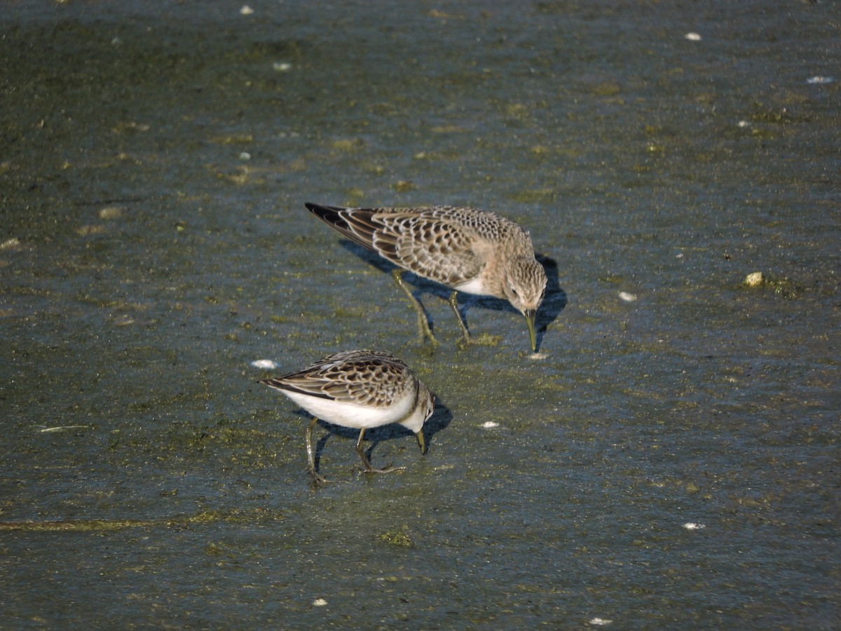 Sandstrandläufer - ML473671051