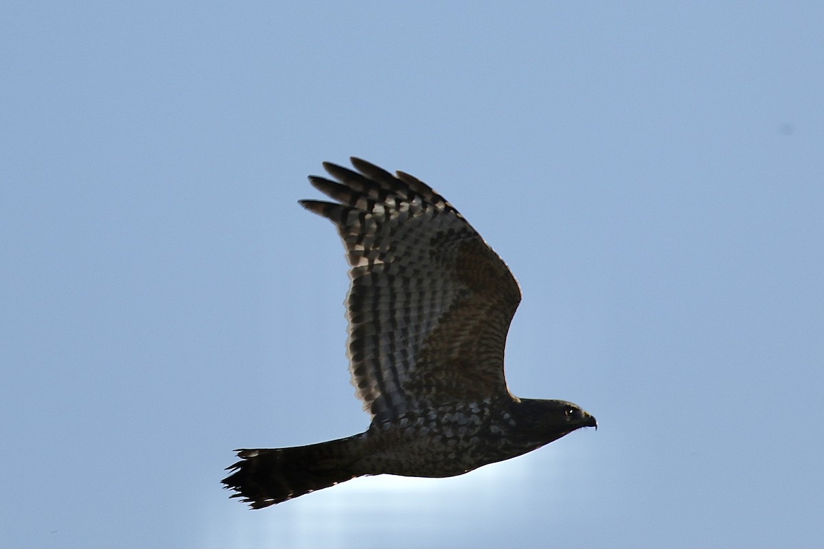 Red-shouldered Hawk - Mark Penninger