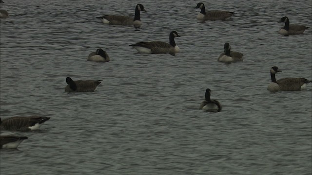 ברנטה גוצית - ML473672