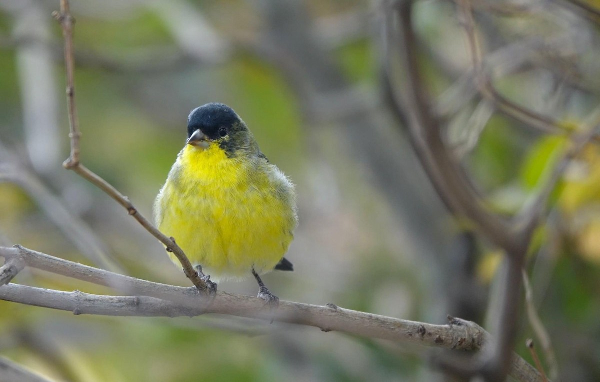 Lesser Goldfinch - Mark Penninger