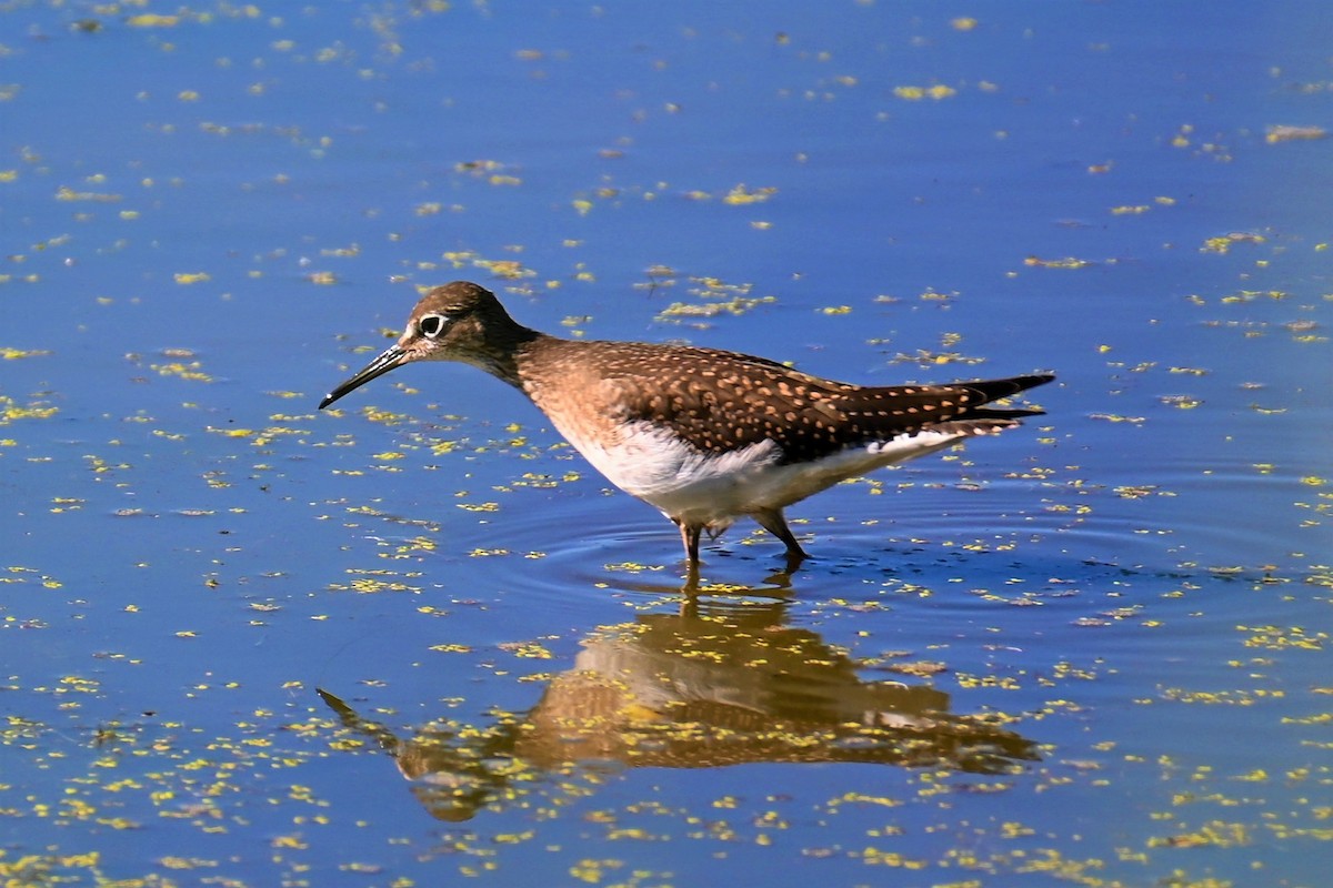 Solitary Sandpiper - ML473672861