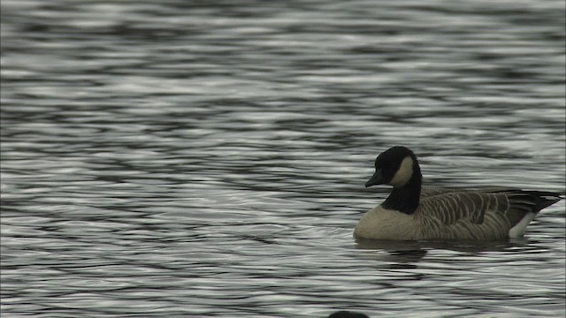 シジュウカラガン - ML473673