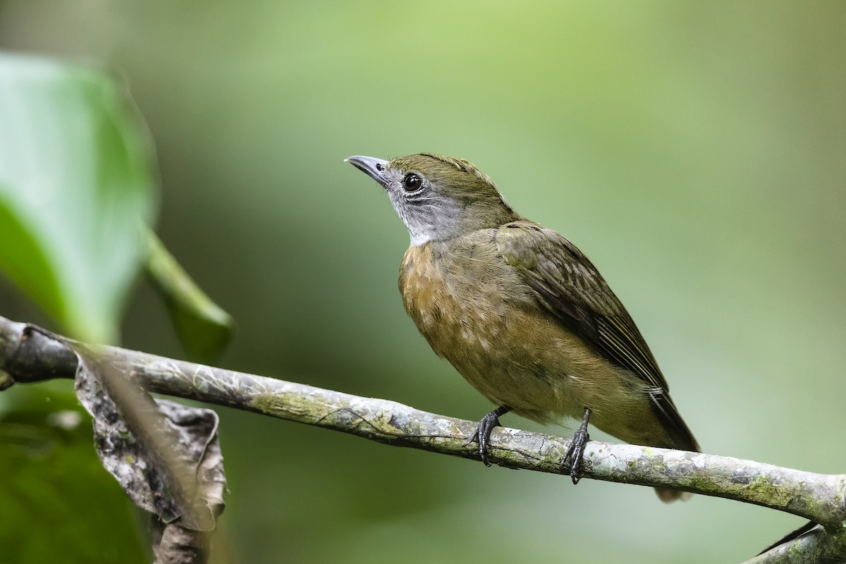 Orange-crowned Manakin - Stefan Hirsch