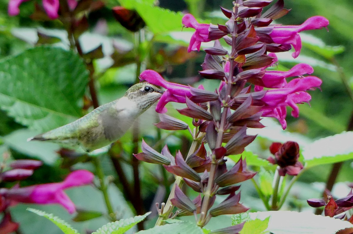 Ruby-throated Hummingbird - ML473674331