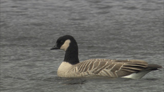 Barnacla Canadiense Chica (hutchinsii) - ML473675