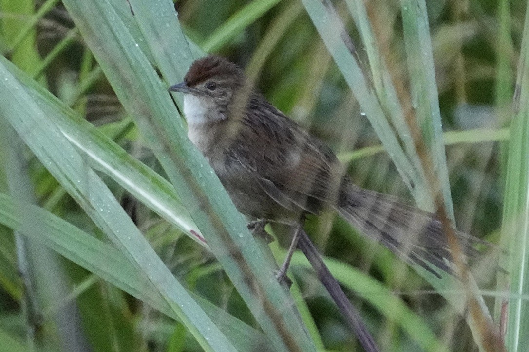 Papuan Grassbird - Christopher Carlson