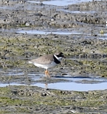 Semipalmated Plover - ML473675231