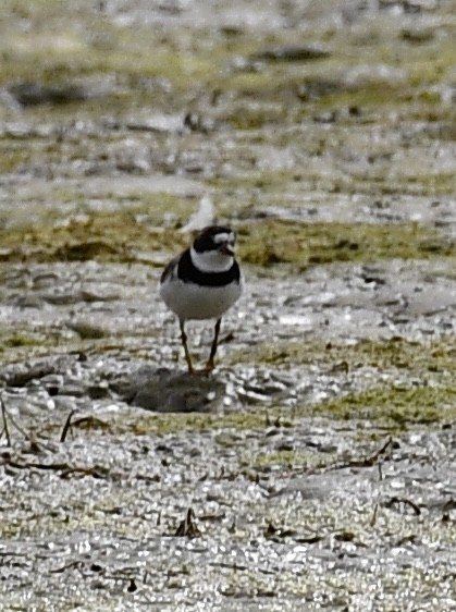 Semipalmated Plover - ML473675241