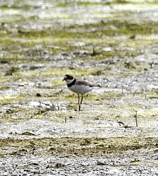 Semipalmated Plover - ML473675251