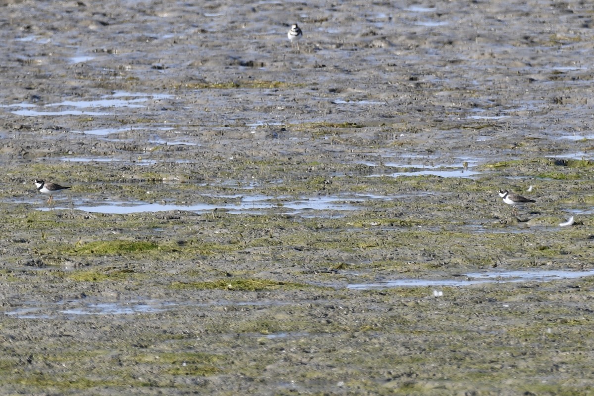 Semipalmated Plover - ML473675261