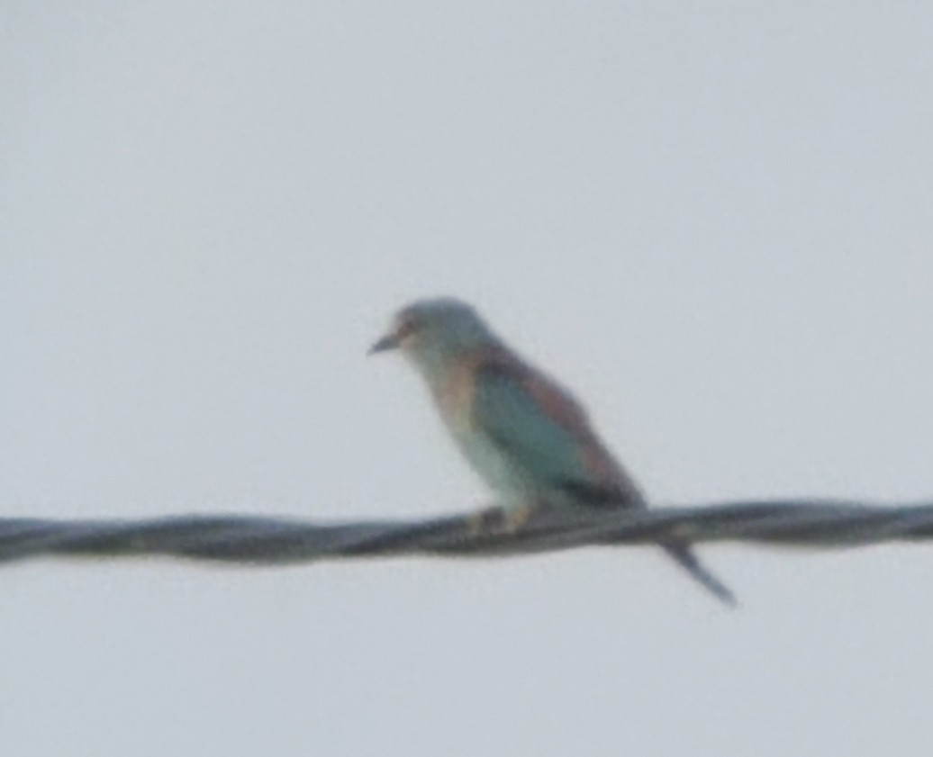 European Roller - ML473675561