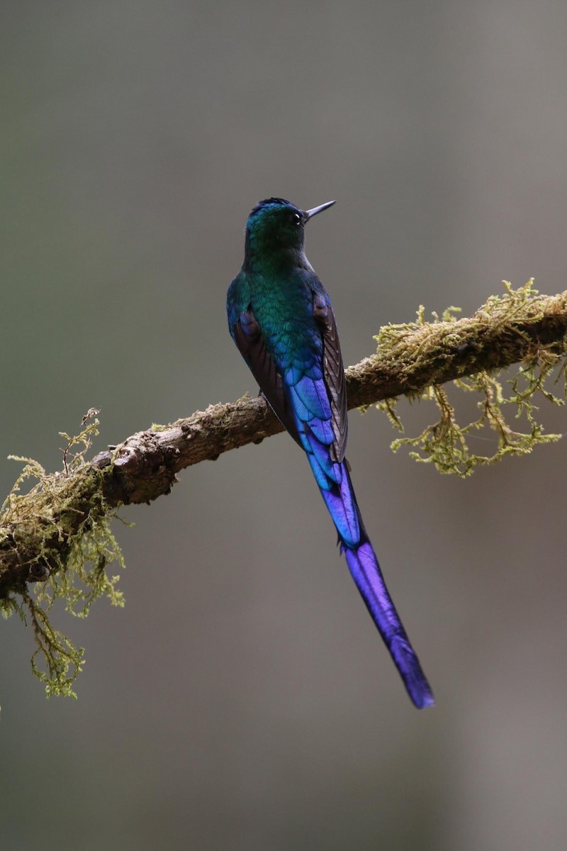 Long-tailed Sylph - Mark Penninger