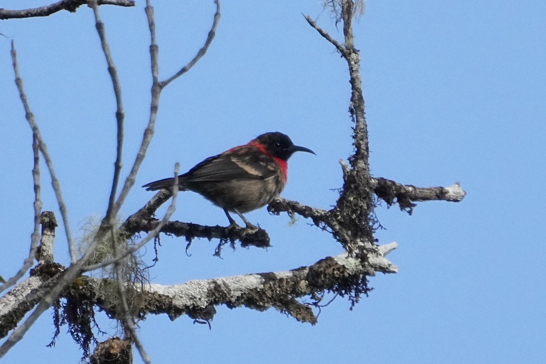 Red-collared Myzomela - Christopher Carlson