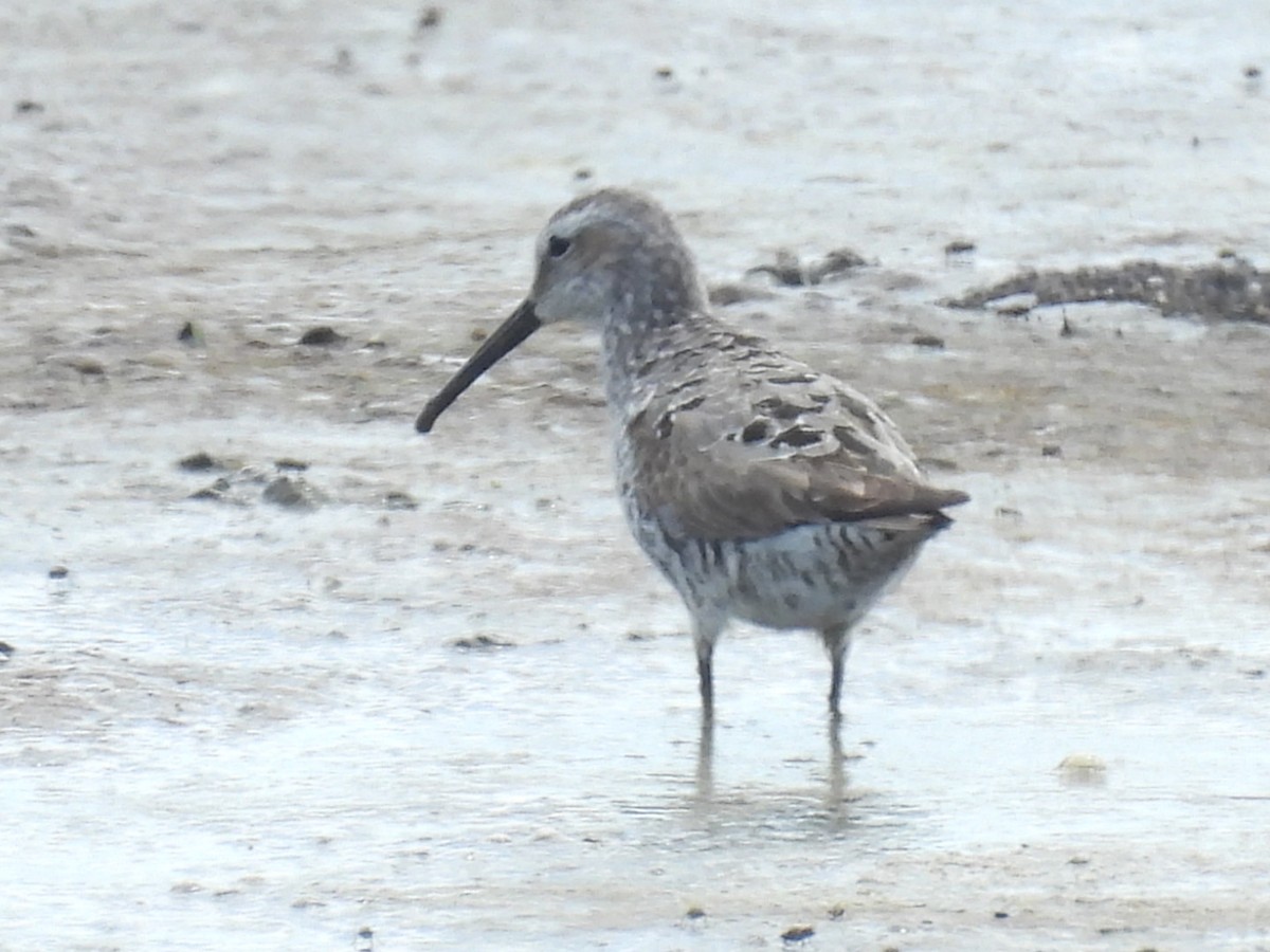 Stilt Sandpiper - ML473676061