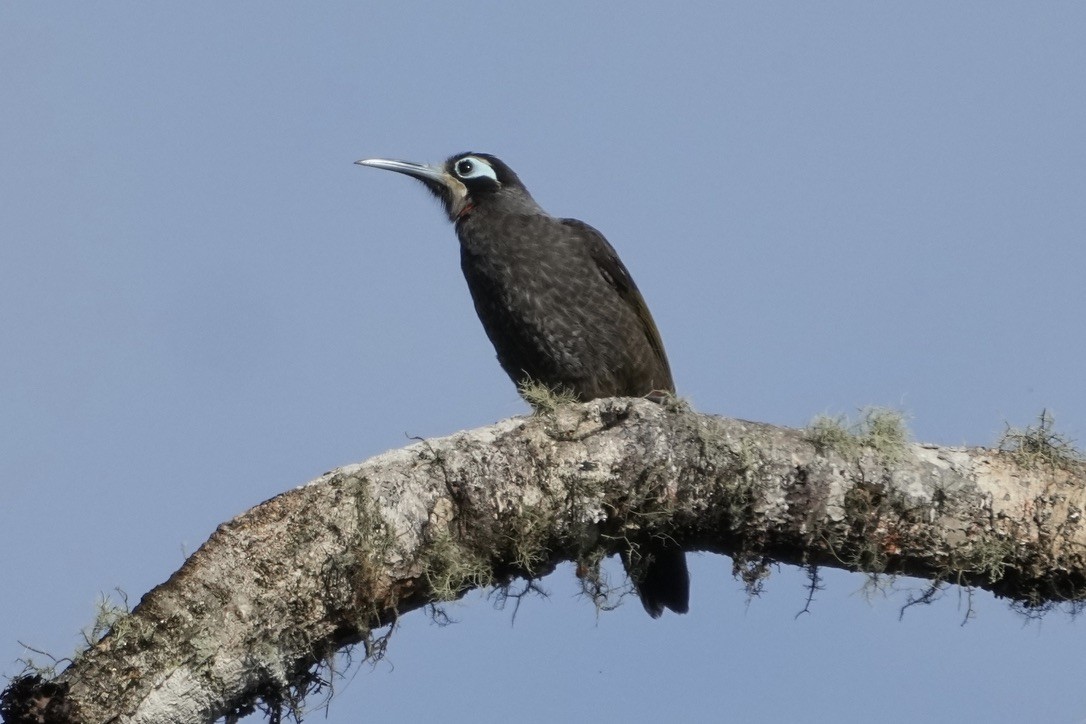 Belford's Melidectes - Christopher Carlson