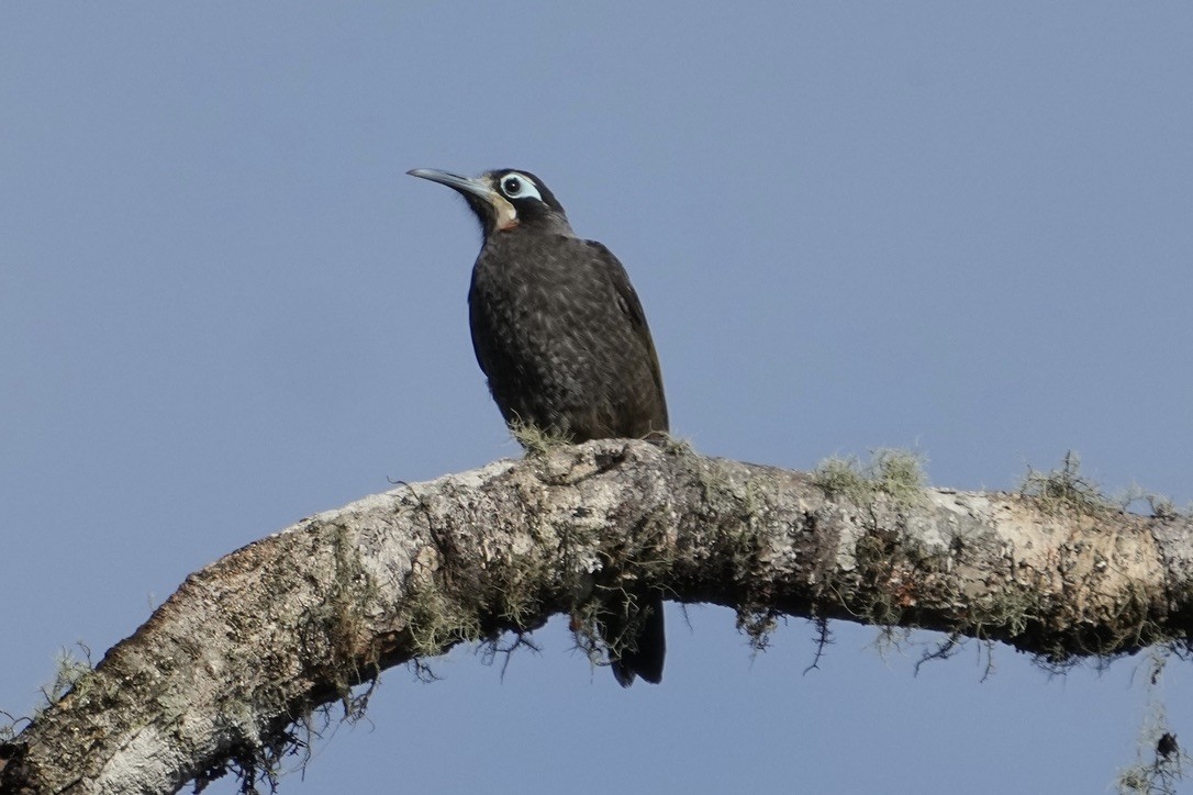 Belford's Melidectes - Christopher Carlson