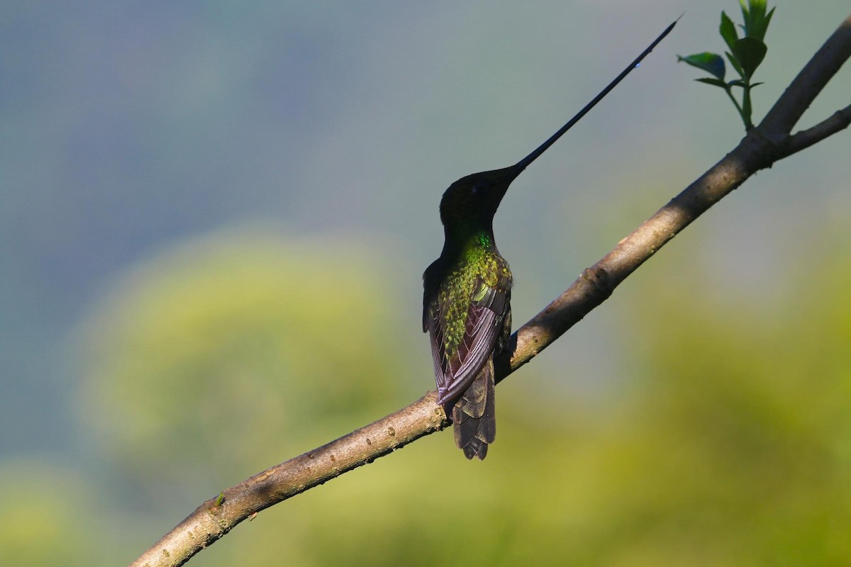 Sword-billed Hummingbird - Mark Penninger