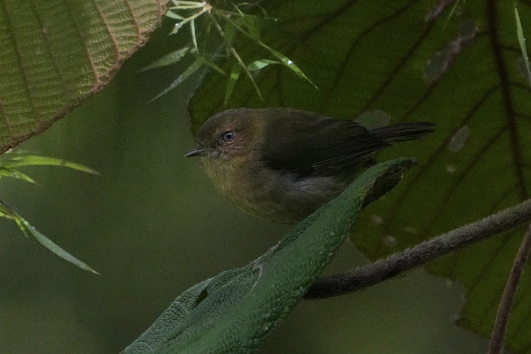 Buff-faced Scrubwren - ML473677701