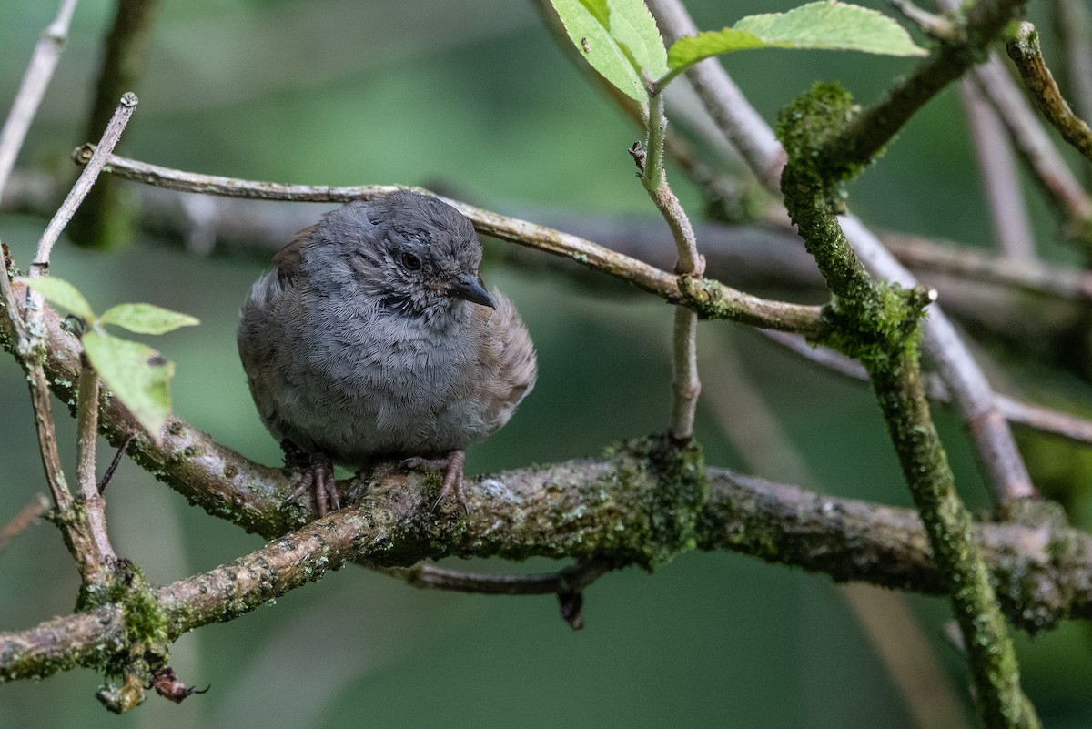 Dunnock - ML473677941