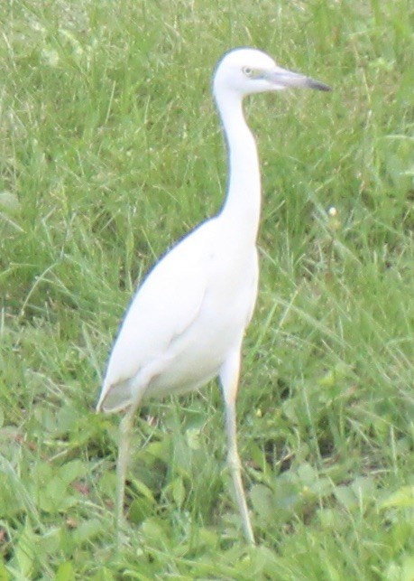 Little Blue Heron - Tim Durnell