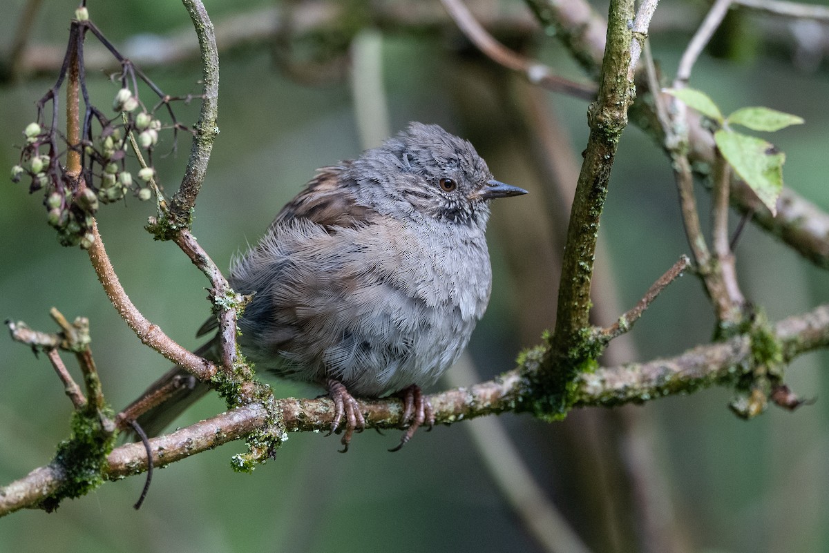 Dunnock - ML473678041