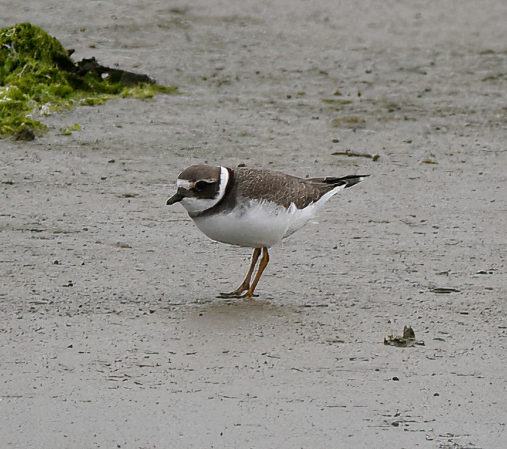Common Ringed Plover - ML473678311