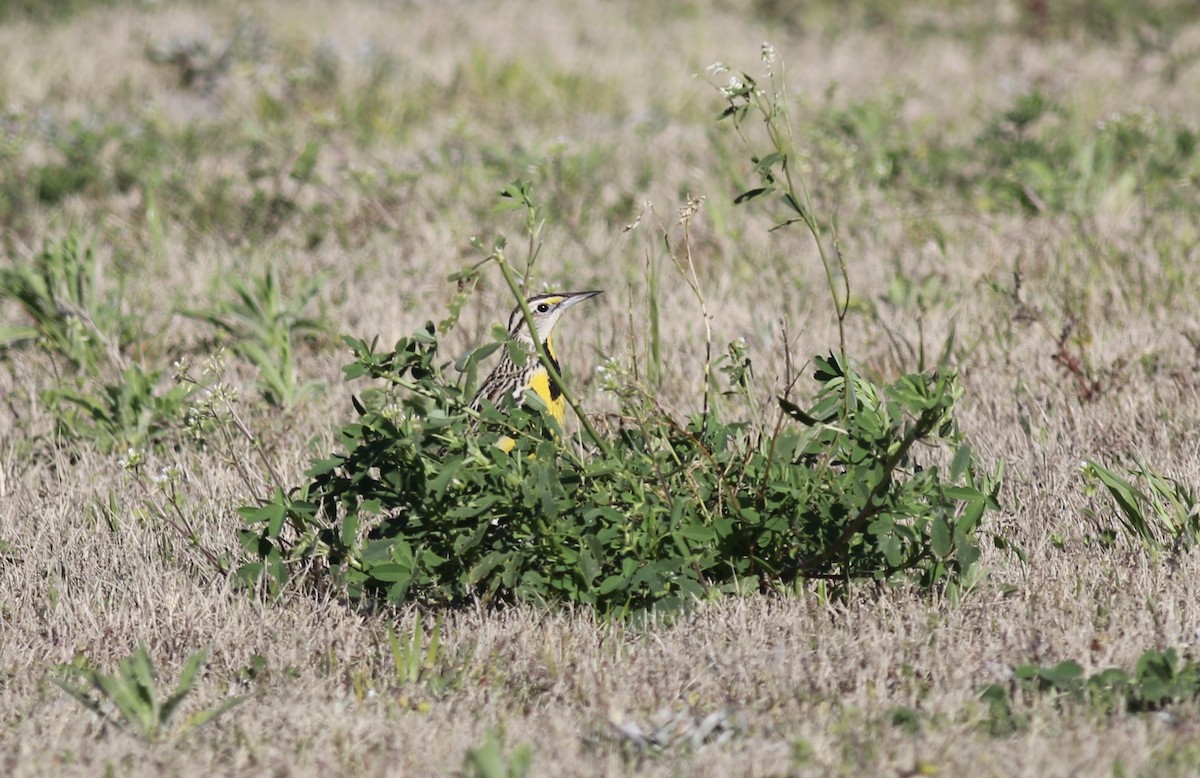 Eastern Meadowlark - ML473680581