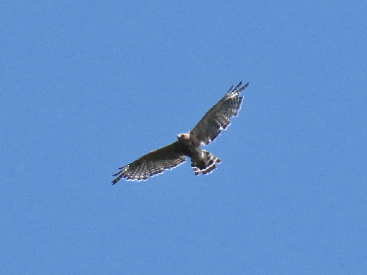 Red-shouldered Hawk - Richard Gregg