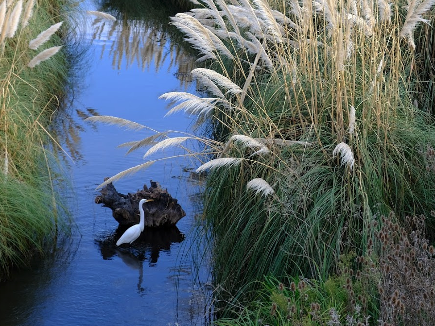 Great Egret - ML473681251
