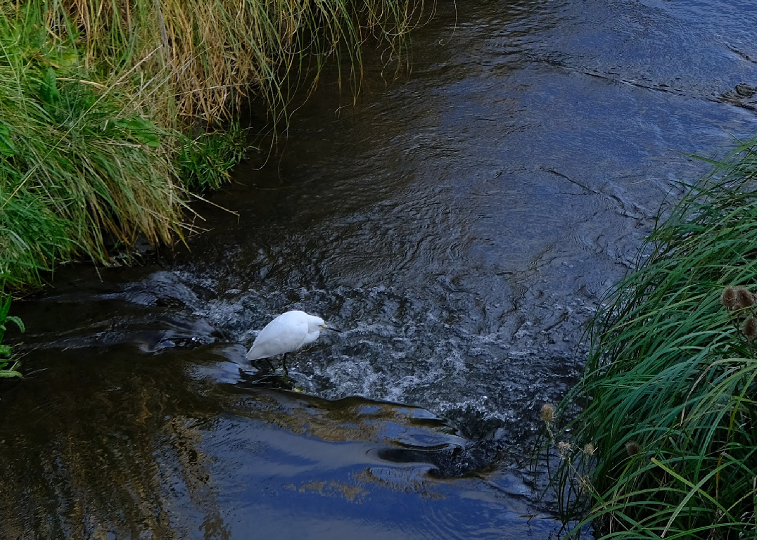 Snowy Egret - ML473681271