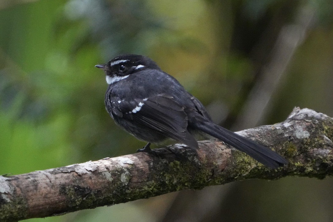 Friendly Fantail - Christopher Carlson