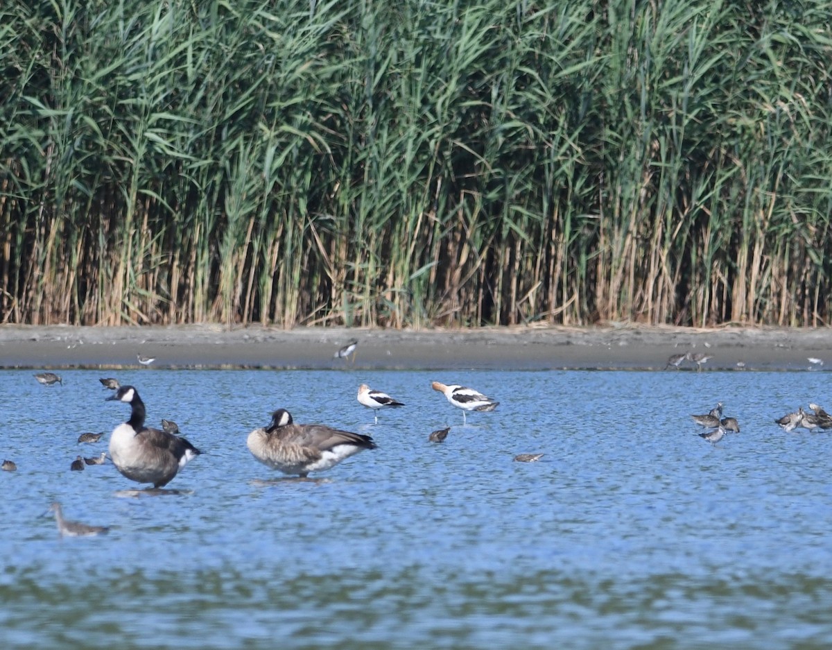 American Avocet - ML473683351