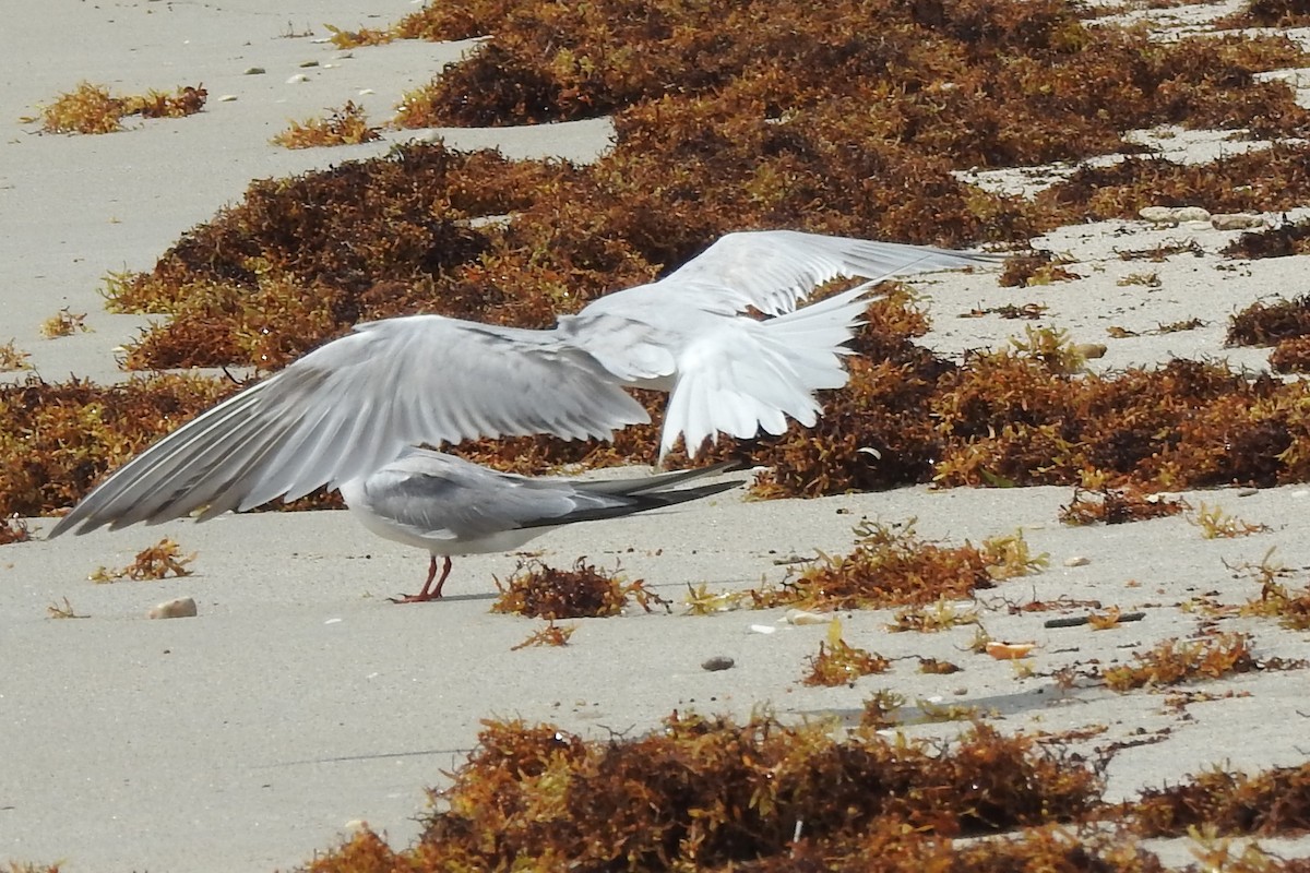 Common Tern - ML473683481