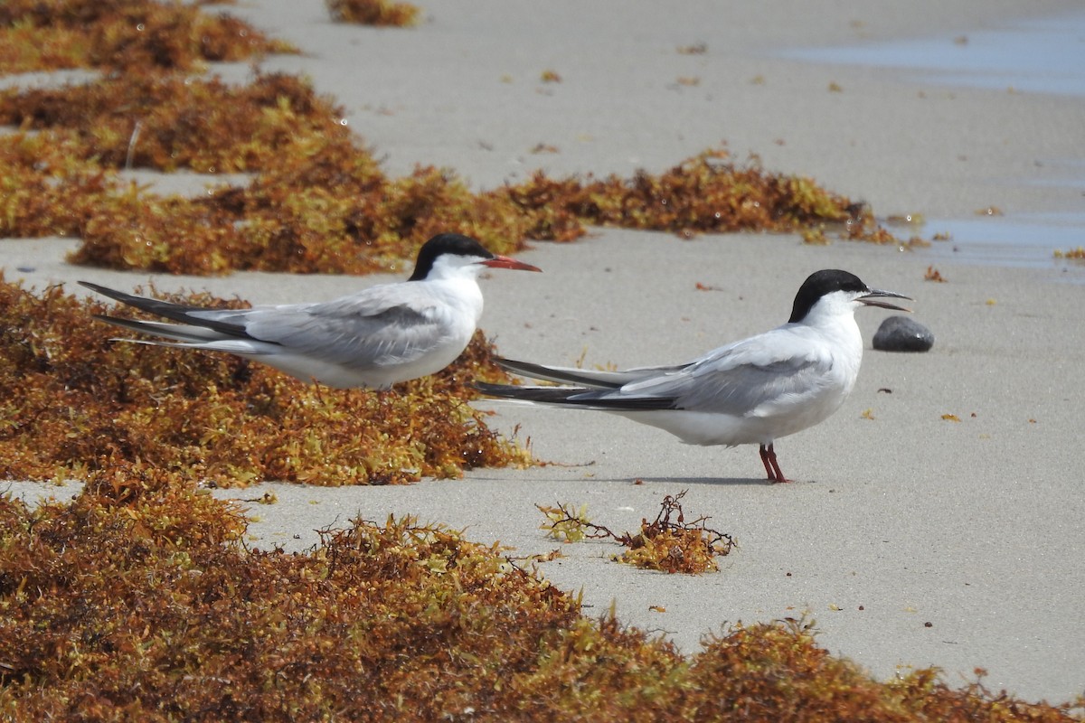 Common Tern - ML473683491