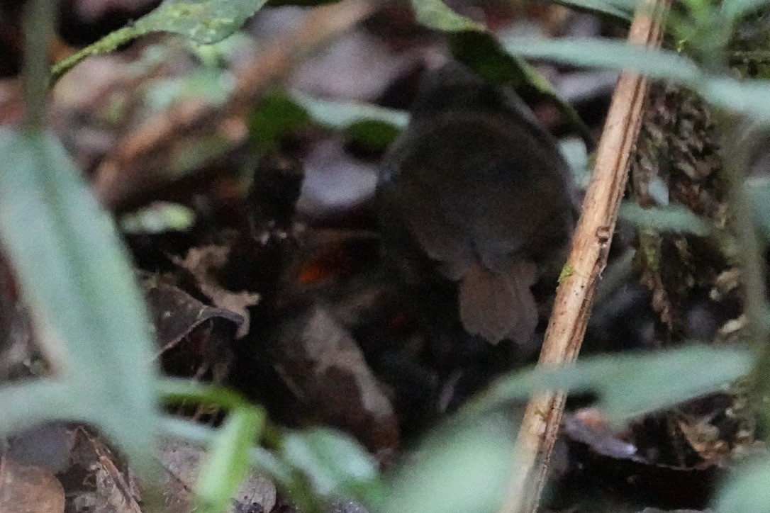 Mountain Mouse-Warbler - Christopher Carlson