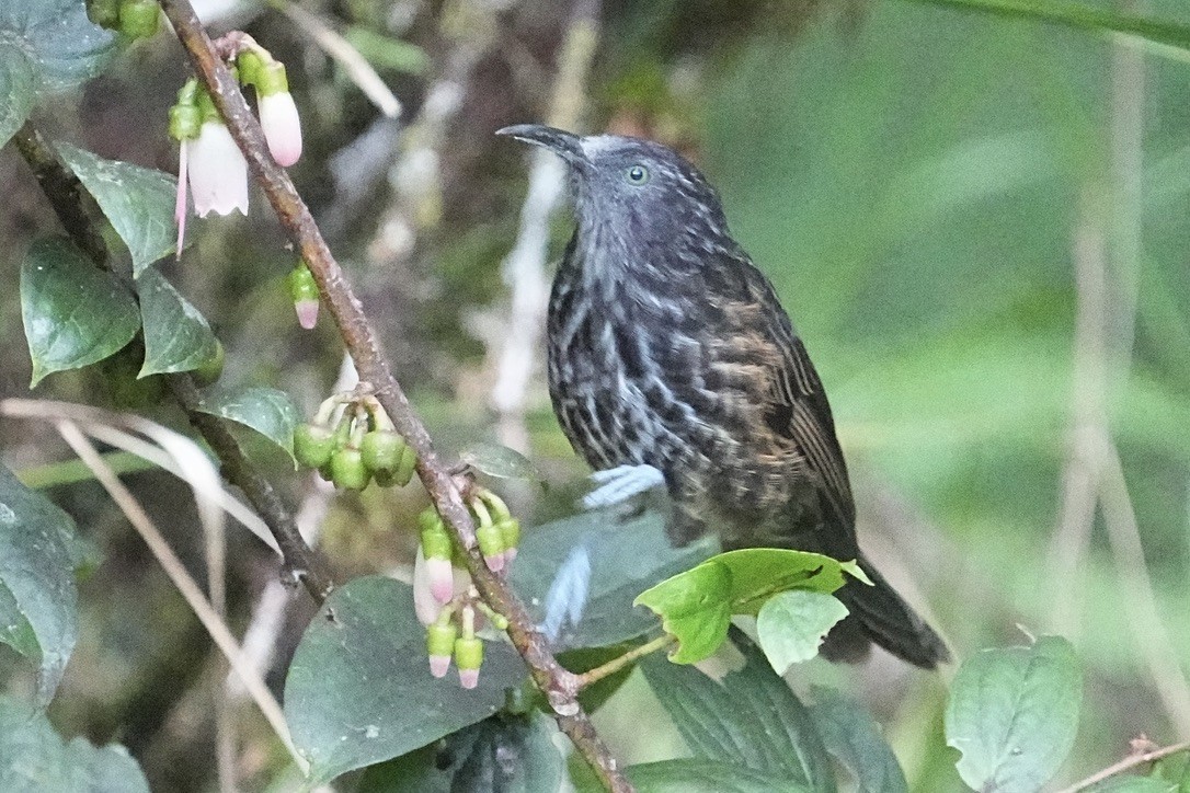 Gray-streaked Honeyeater - Christopher Carlson