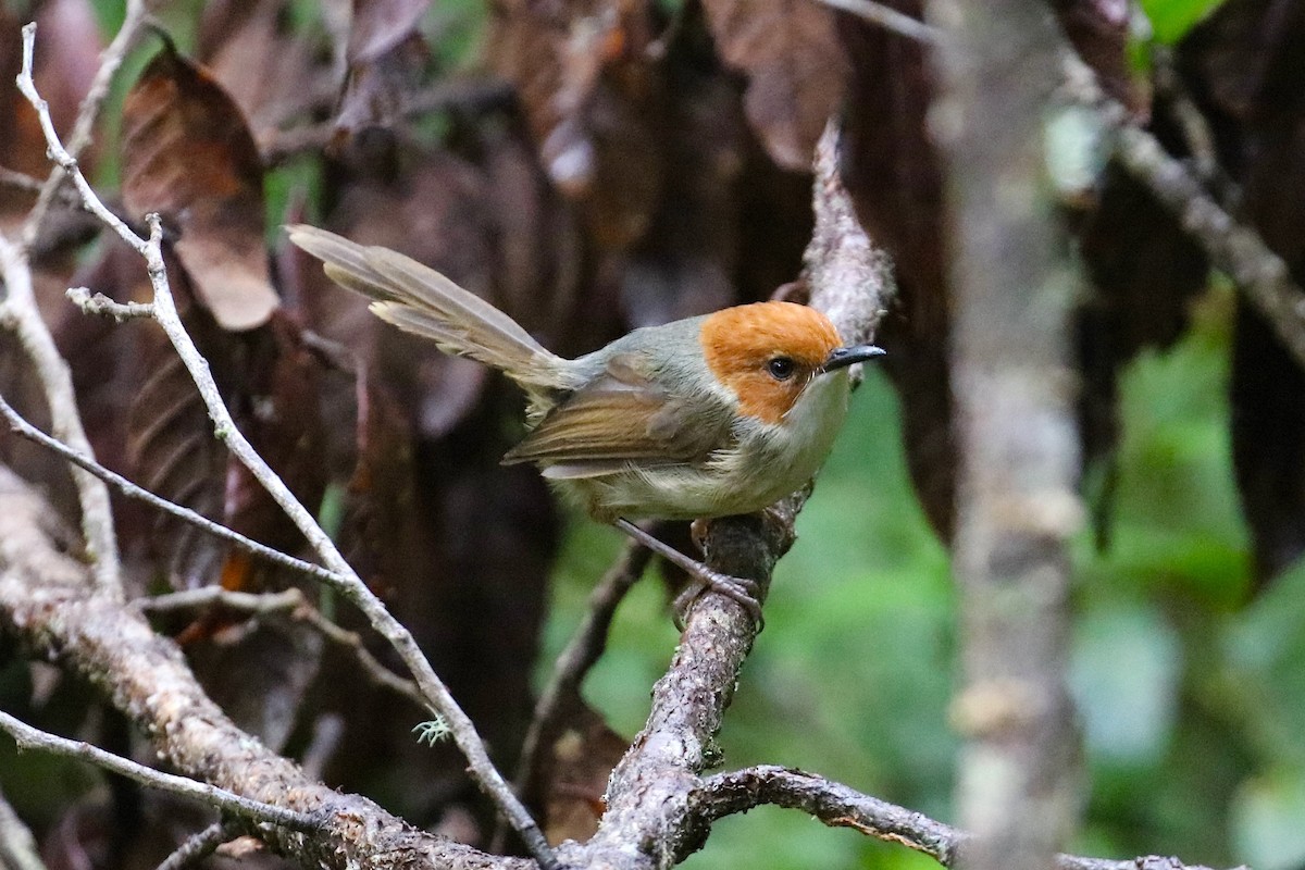 Mérion à tête rousse - ML473685011