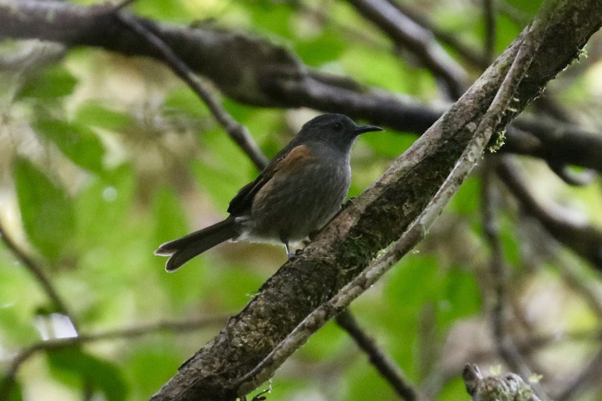 Rufous-sided Honeyeater - ML473685121