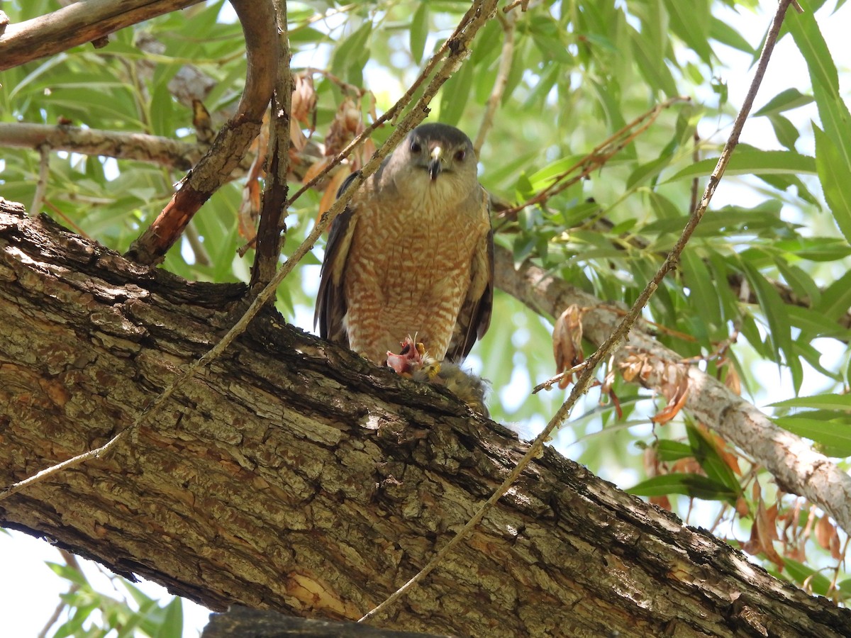Cooper's Hawk - ML473685361
