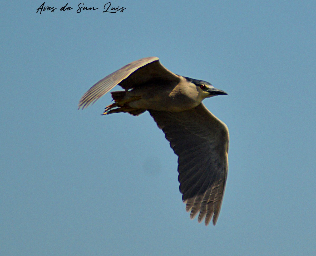 Black-crowned Night Heron - ML473685511