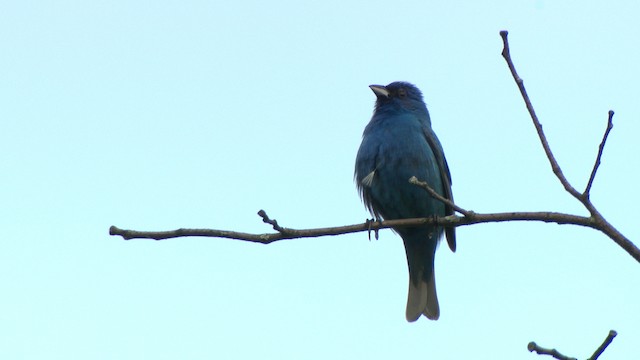 Passerin indigo - ML473686