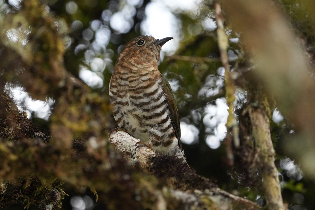 Rufous-throated Bronze-Cuckoo - ML473686091