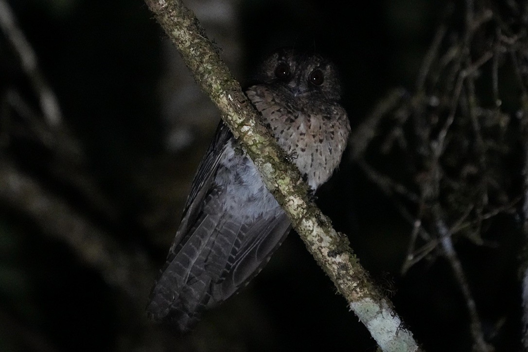 Mountain Owlet-nightjar - Christopher Carlson