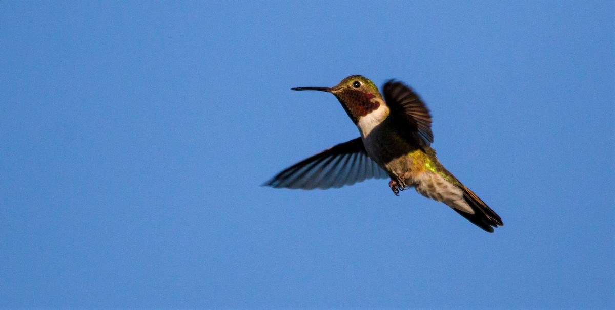 Broad-tailed Hummingbird - Nathan Tea