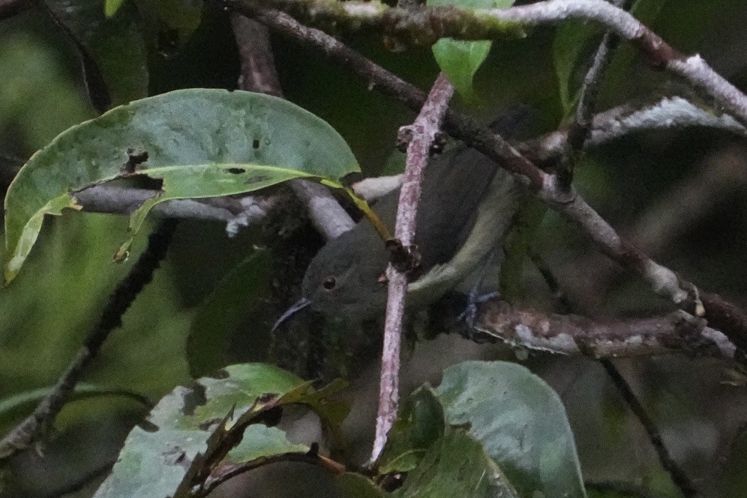 Spectacled Longbill - ML473687731