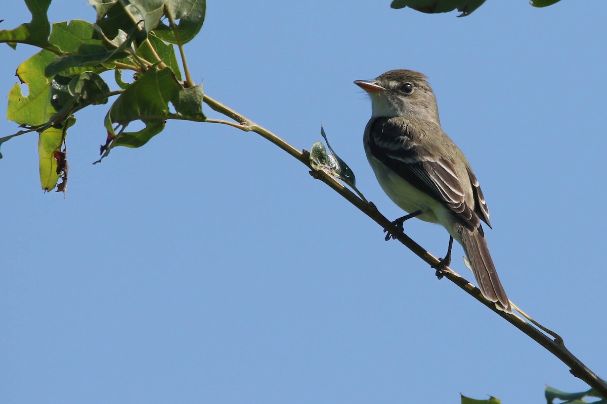 Willow Flycatcher - Benjamin Hack