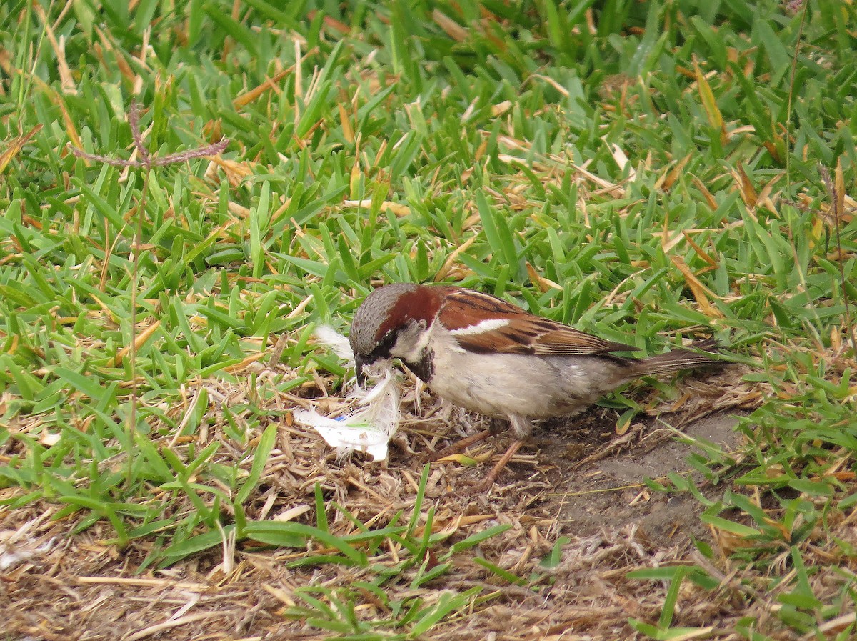 House Sparrow - ML473689411