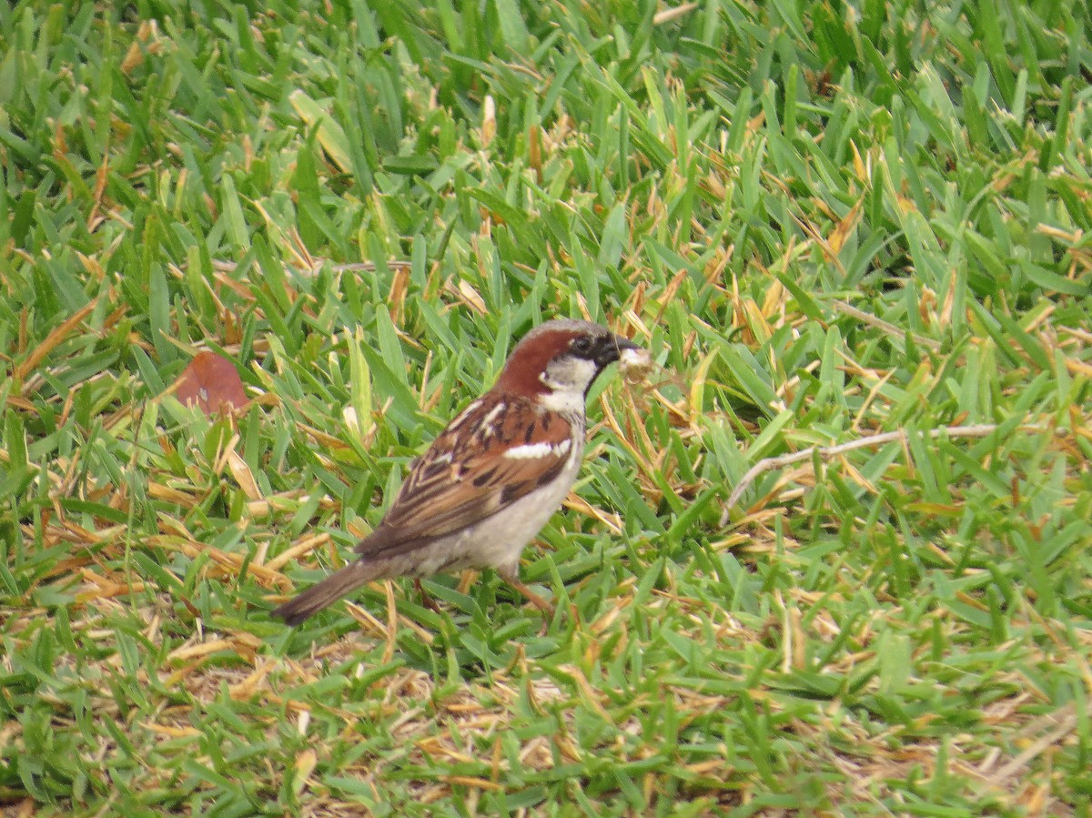 House Sparrow - Ann Truesdale