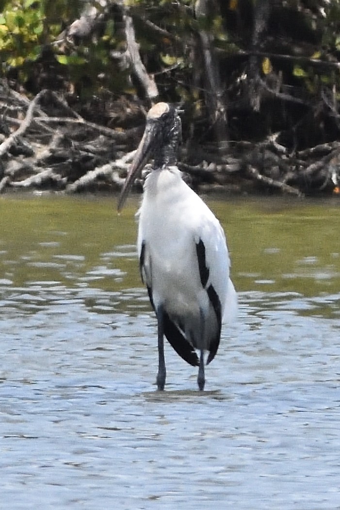 Wood Stork - ML473689811