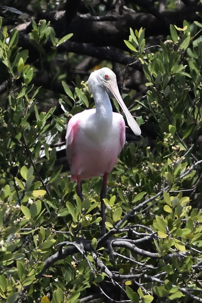 Roseate Spoonbill - ML473689961